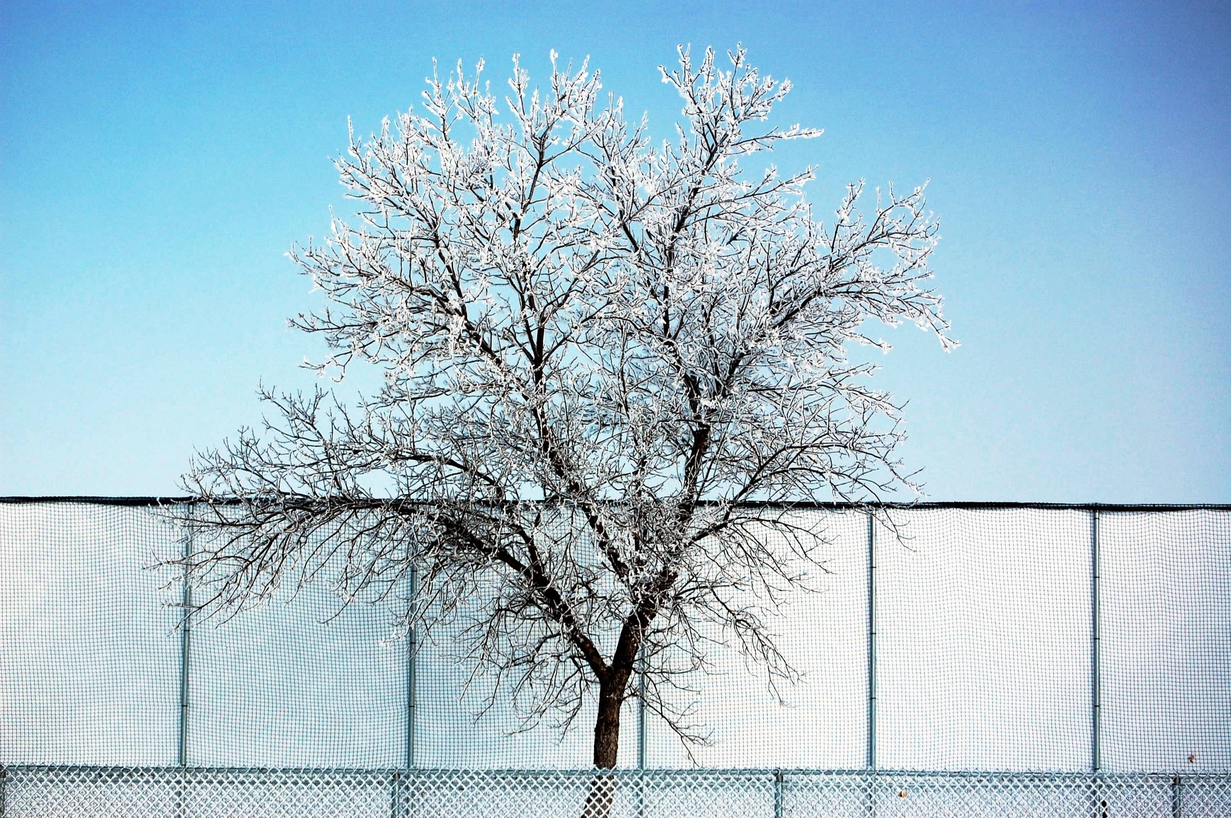 Fence-Tree-Fence — 2010-02-28 12:26:52 — © eppbphoto.com