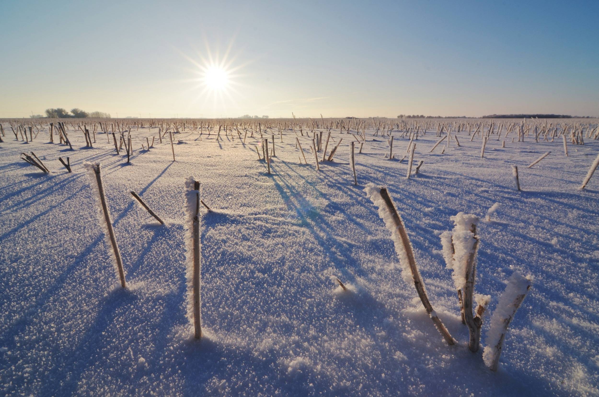 Frozen Forest of Stuble — 2012-12-16 00:23:40 — © eppbphoto.com