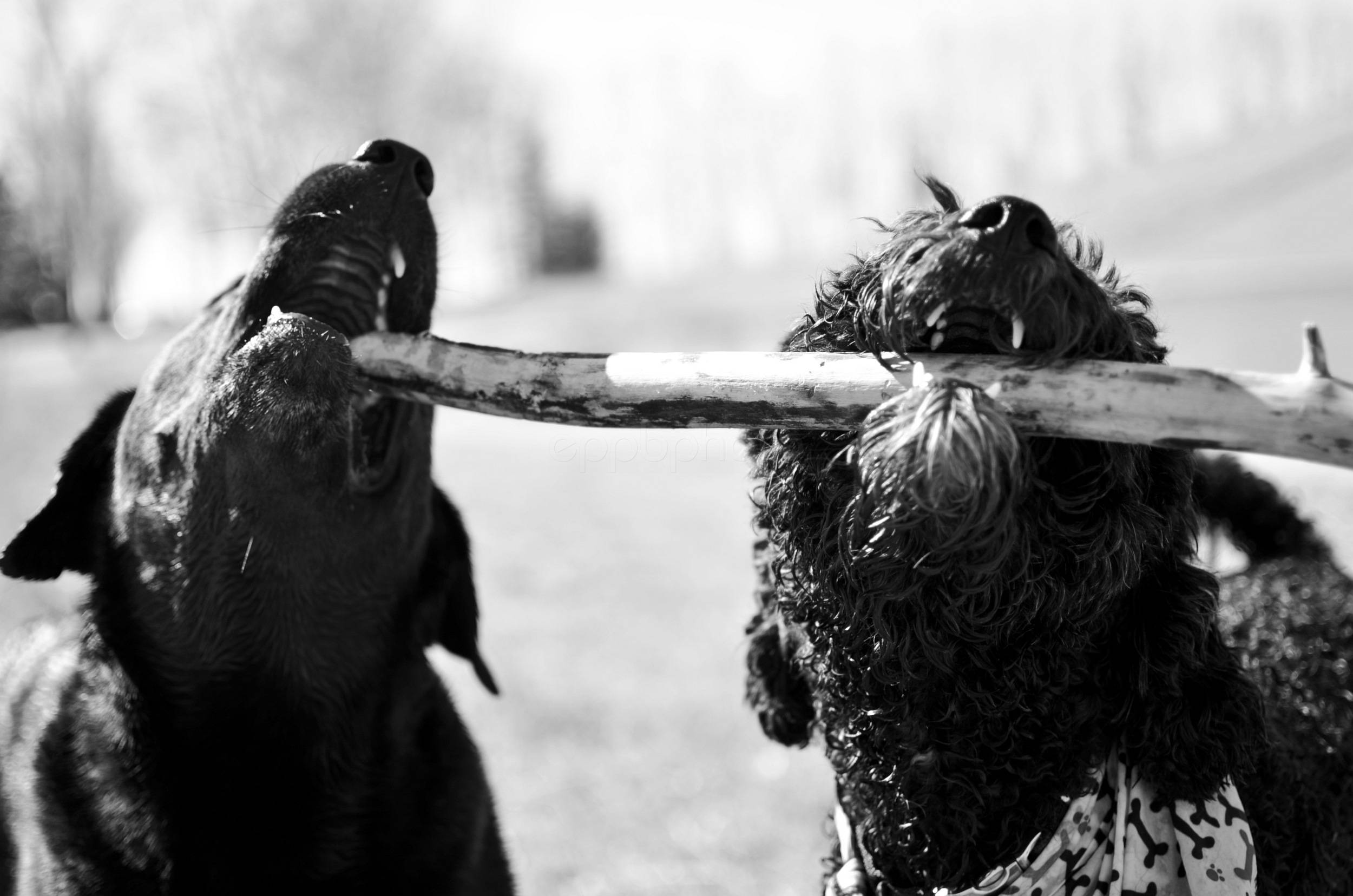 Stick Battle — 2012-04-05 23:47:01 — © eppbphoto.com