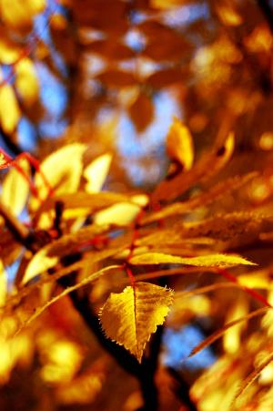 Fall in Full Swing — 2009-09-13 13:11:32 — © eppbphoto.com