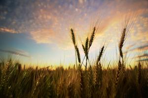 Field of Gold — 2013-08-01 17:41:38 — © eppbphoto.com