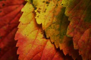 Layers of Autumn — 2013-10-03 20:46:32 — © eppbphoto.com