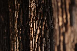 Treeline Textures — 2012-05-19 18:30:54 — © eppbphoto.com