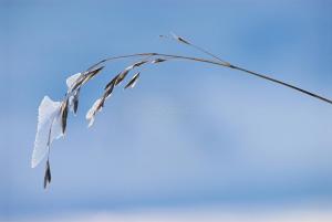 Snow Dragon — 2013-12-31 17:05:09 — © eppbphoto.com